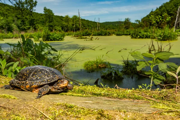 Tortuga Manchada Clemmys Guttata —  Fotos de Stock