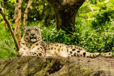 Kar leoparı (Panthera uncia)