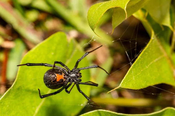 Fekete Özvegy Pók Latrodectus Mactans — Stock Fotó