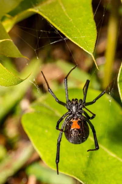 Black Widow Spider Latrodehus Mactans — стоковое фото
