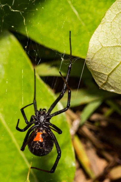 Black Widow Spider Latrodehus Mactans — стоковое фото
