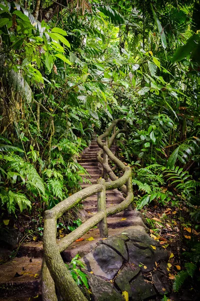 Sendero Selva Tropical — Foto de Stock