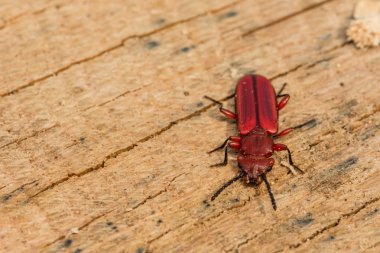 Kırmızı Düz Kabuk Böceği (Cucujus clavipes)