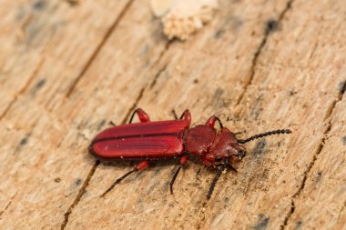 Red Flat Bark Beetle (Cucujus clavipes) clipart