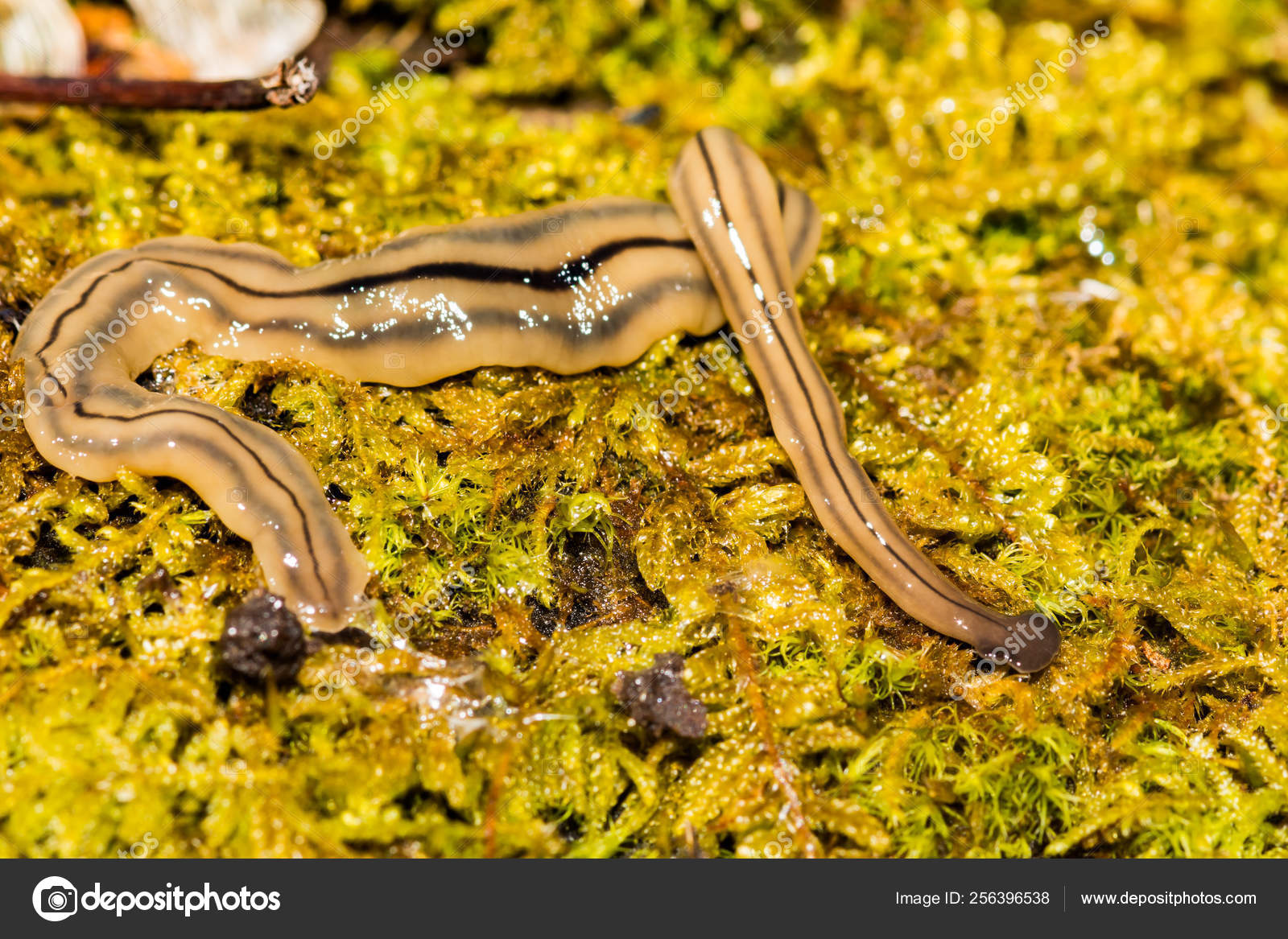 锤头扁虫双头虫——图库图片© Ondreicka1010 #256396538, image size:1600x1167