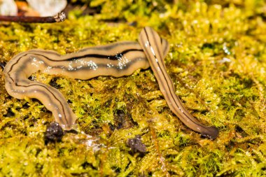 Hammerhead Flatworm (Bipalium kewense)