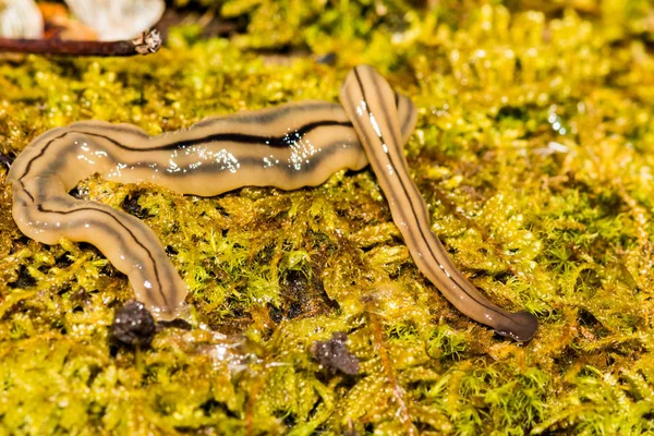 Hammerhead Flatworm (Bipalium kewense)