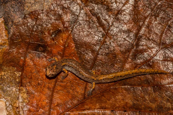 Salamandra Cuatro Dedos Hemidactylium Scutatum —  Fotos de Stock