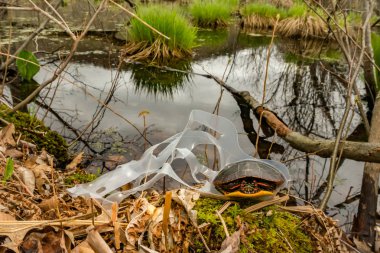 Doğu Boyalı Kaplumbağa plastik bir altı paketi içecek tutucu dolaşmış.