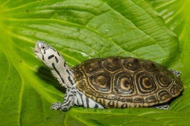 Diamondback Terrapin (Malaclemys terrapin)
