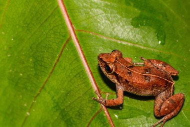 Lesser Antillean Whistling Frog clipart