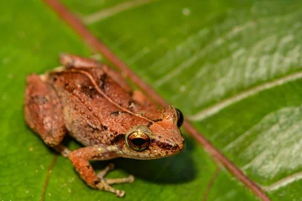 Lesser Antillean Whistling Frog — Stock Photo, Image