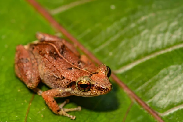 Kleiner Pfeifffrosch — Stockfoto