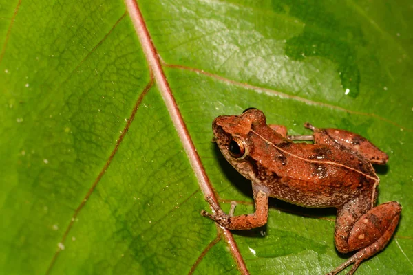 휘파람 개구리 — 스톡 사진