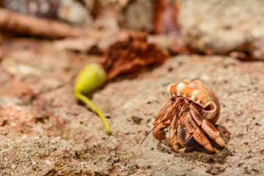 Karayip Kara Hermit Yengeç (Coenobita clypeatus)