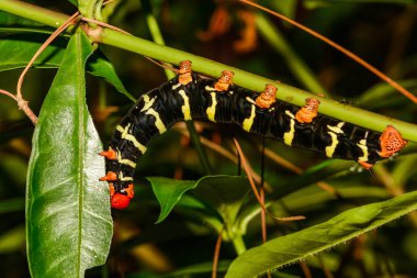 Tetrio Sphinx Caterpillar (Pseudosphinx tetrio) clipart