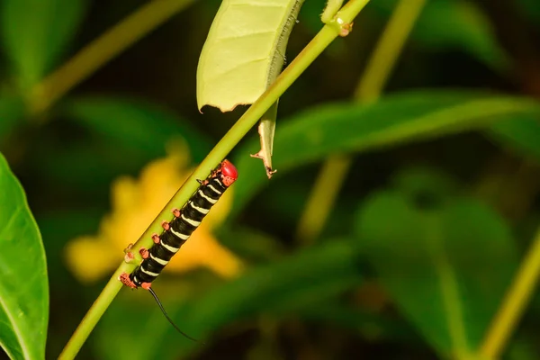 Tetrio Sphinx Caterpillar Pseudosphinx Tetrio — Stock Photo, Image