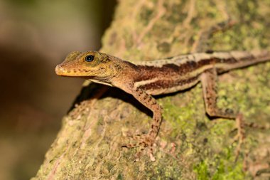 St. Lucia Anole (Anolis luciae)