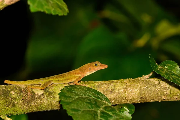 Santa Lucía Anole Anolis Luciae —  Fotos de Stock