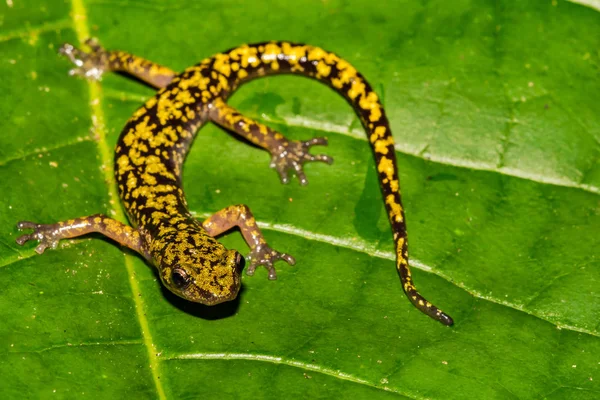 Salamandra Verde Aneides Aeneus —  Fotos de Stock