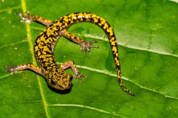 Зеленая Саламандра Aneides Aeneus — стоковое фото