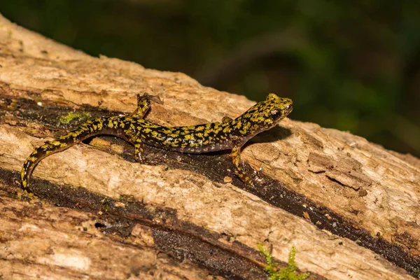 Salamandra Verde Aneides Aeneus — Foto de Stock
