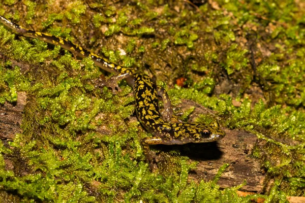 Grön Salamander Aneides Fluga — Stockfoto