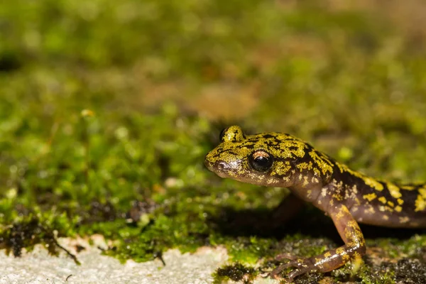 Salamandra Verde Aneides Aeneus —  Fotos de Stock