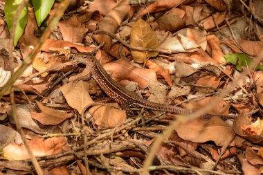 Saint Lucia Whiptail (Cnemidophorus vanzoi)
