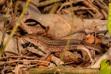 Saint Lucia Whiptail (Cnemidophorus vanzoi)