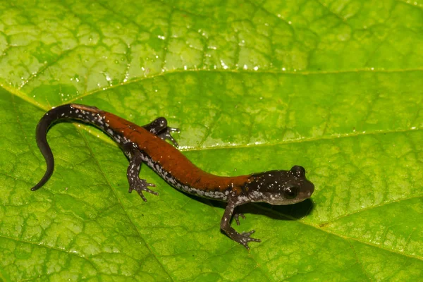Yonahlossee Salamandra Aislada Sobre Una Hoja Verde —  Fotos de Stock