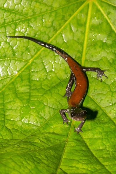 Yonahlossee Salamandra Aislada Sobre Una Hoja Verde —  Fotos de Stock