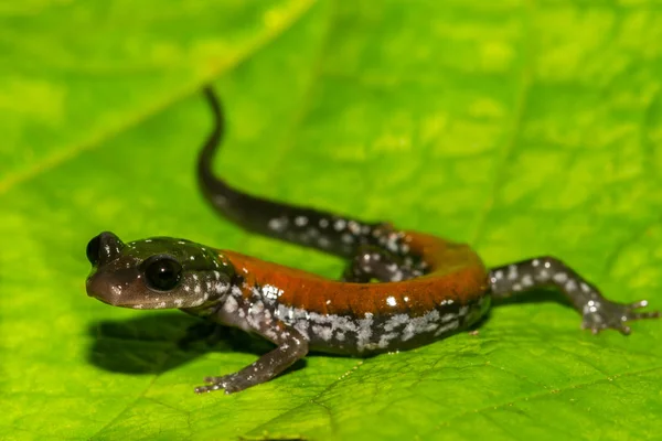 Yonahlossee Salamandra Aislada Sobre Una Hoja Verde —  Fotos de Stock