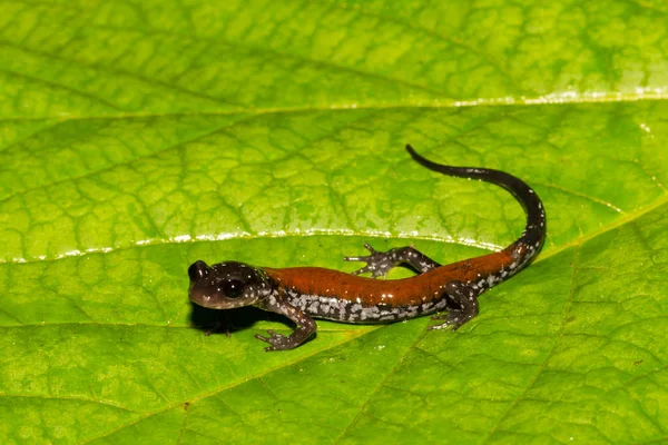 Yonahlossee Salamandra Aislada Sobre Una Hoja Verde —  Fotos de Stock