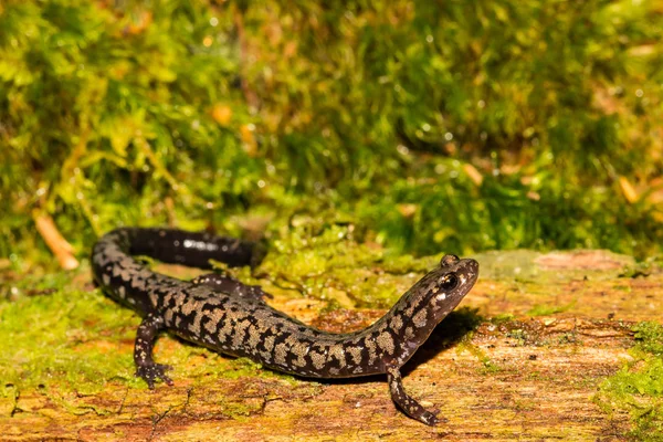 Σαλαμάνδρα Του Weller Plethodon Welleri — Φωτογραφία Αρχείου