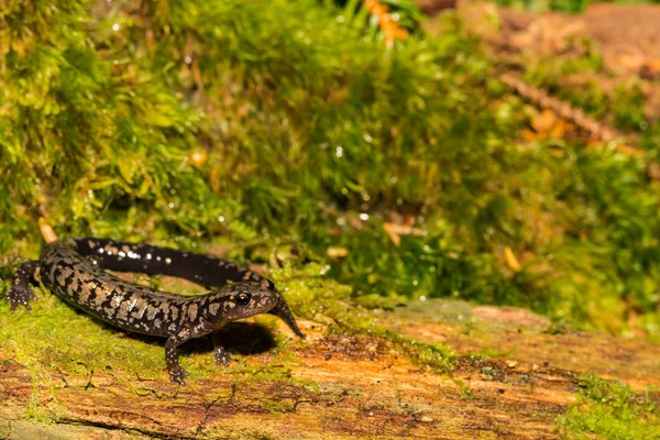 Salamandra Weller Plethodon Welleri — Foto de Stock