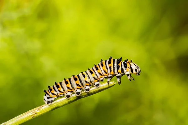 Fekete Fecskefarkú Hernyó Papilio Polyxenes — Stock Fotó