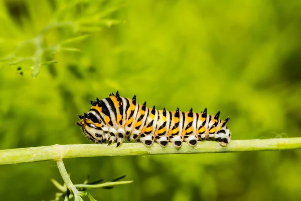 Chenille Queue Hirondelle Noire Papilio Polyxenes — Photo