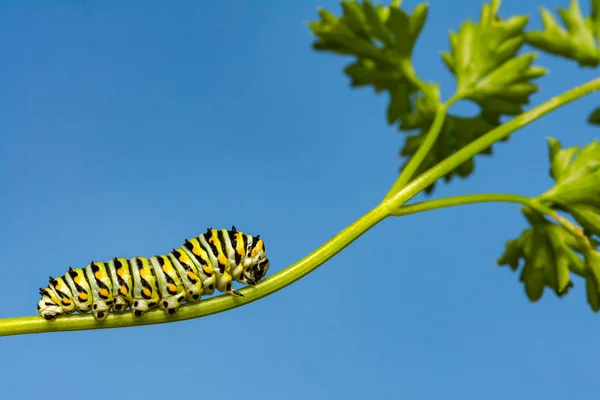 Siyah Swallowtail Caterpillar Papilio Polyxenes — Stok fotoğraf