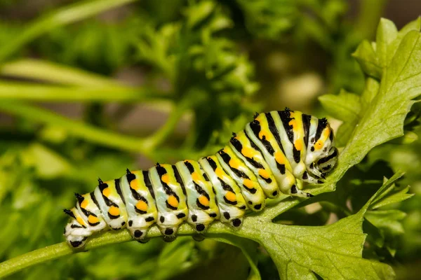 Siyah Swallowtail Caterpillar Papilio Polyxenes — Stok fotoğraf