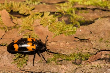 Bir Burying Beetle bir yakın çekim