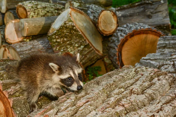 Auswirkungen Des Habitatverlusts Auf Arten — Stockfoto