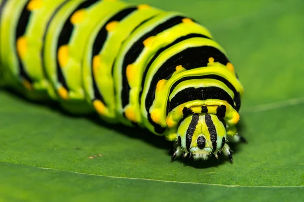 Eastern Black Swallowtail Caterpillar Papilio Polyxenes — Stock Photo, Image