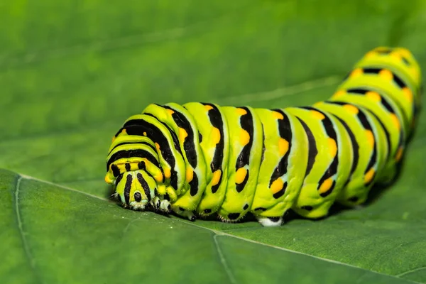 Gąsienica Wschodnia Czarna Papilio Polyxenes — Zdjęcie stockowe