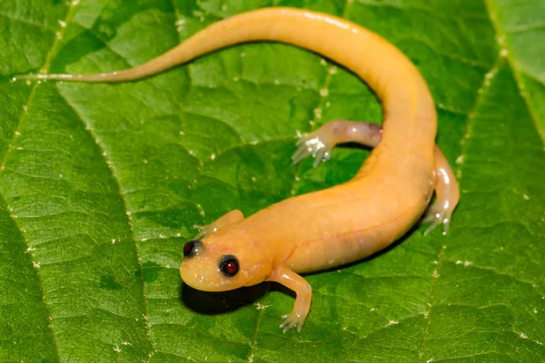 Primer Plano Una Salamandra Albina Adulta —  Fotos de Stock