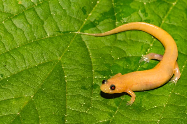 Primer Plano Una Salamandra Albina Adulta —  Fotos de Stock