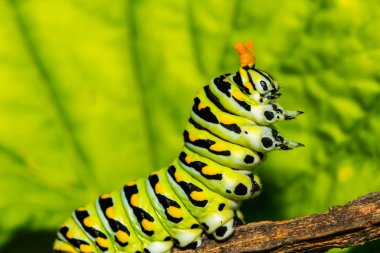 Doğu Siyah Kırlangıç Kuyruk Tırtılı (Papilio polyxenes)