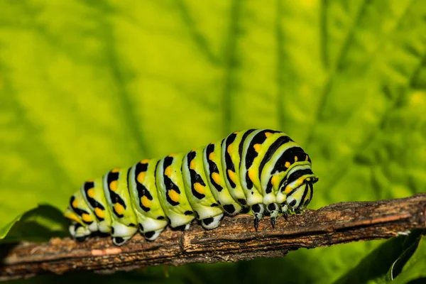Kelet Fekete Swallowtail Caterpillar Papilio Polyxenes — Stock Fotó