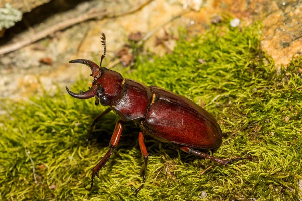 Escarabajo Ciervo Marrón Rojizo Lucanus Capreolus — Foto de Stock