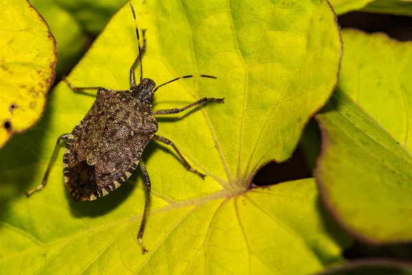 Fallo Olor Marmorado Marrón Halys Halyomorpha — Foto de Stock